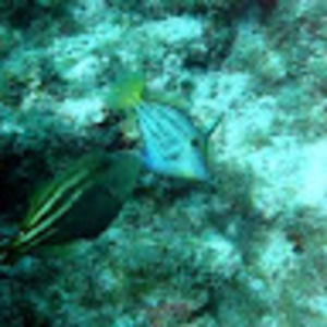 Meet your Posher, Rick